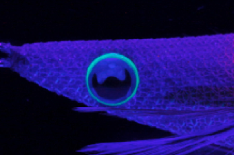 egioh_deep_490glow.png