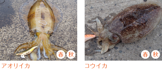 p603_tokutyou_06.jpeg